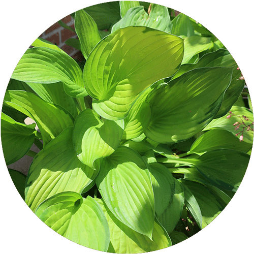 Heart-shaped leaves on the vines of a String of Hearts plant.